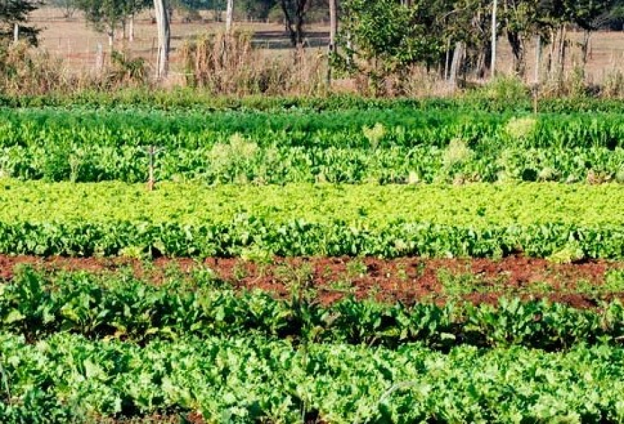 Produção orgânica se destaca como alternativa mais saudável e ambientalmente responsável à agricultura convencional
