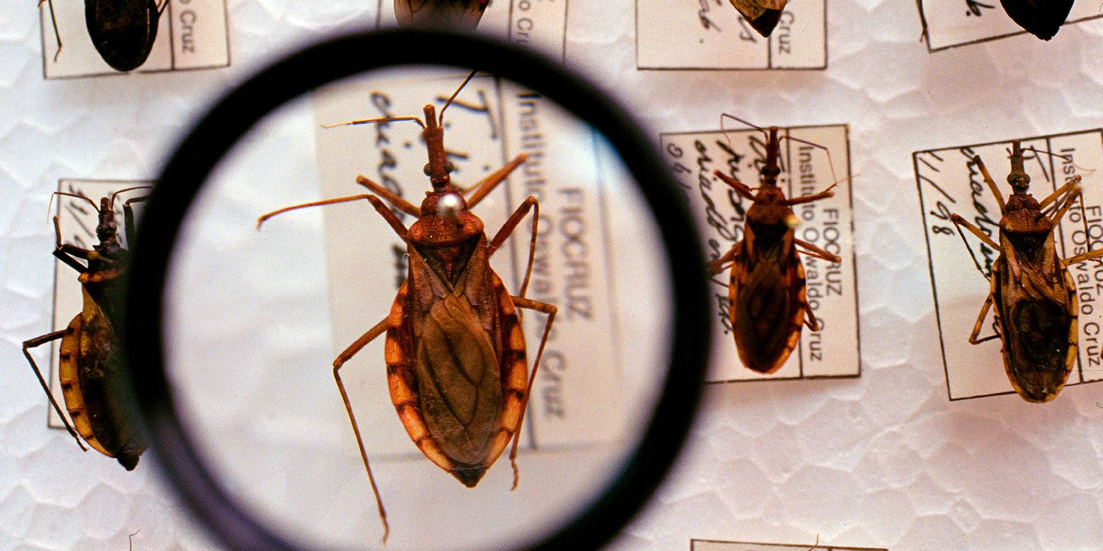 Saúde anuncia R$ 12 milhões para enfrentamento da doença de Chagas