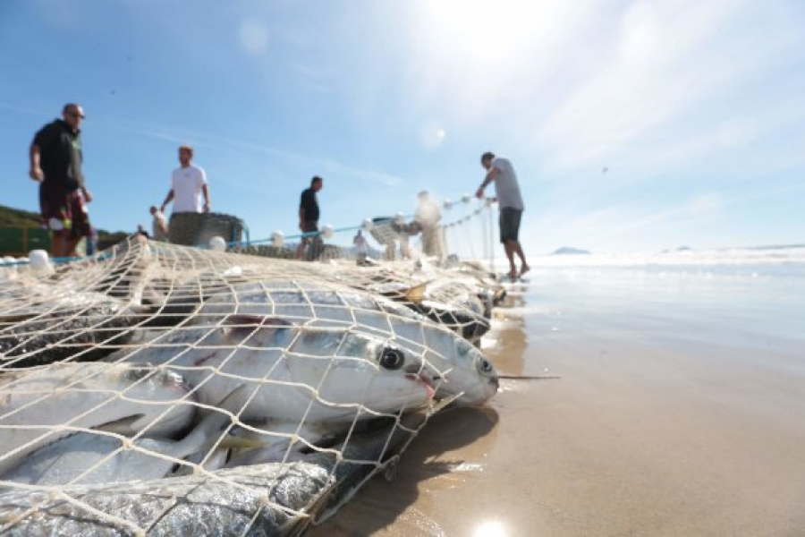 10 toneladas de tainhas são retiradas na Praia da Esplanada, em Jaguaruna