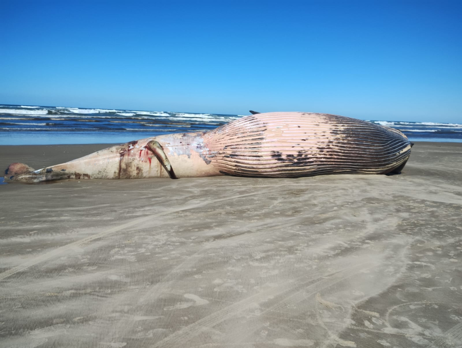 Baleia de aproximadamente 15 metros é encontrada morta em Jaguaruna