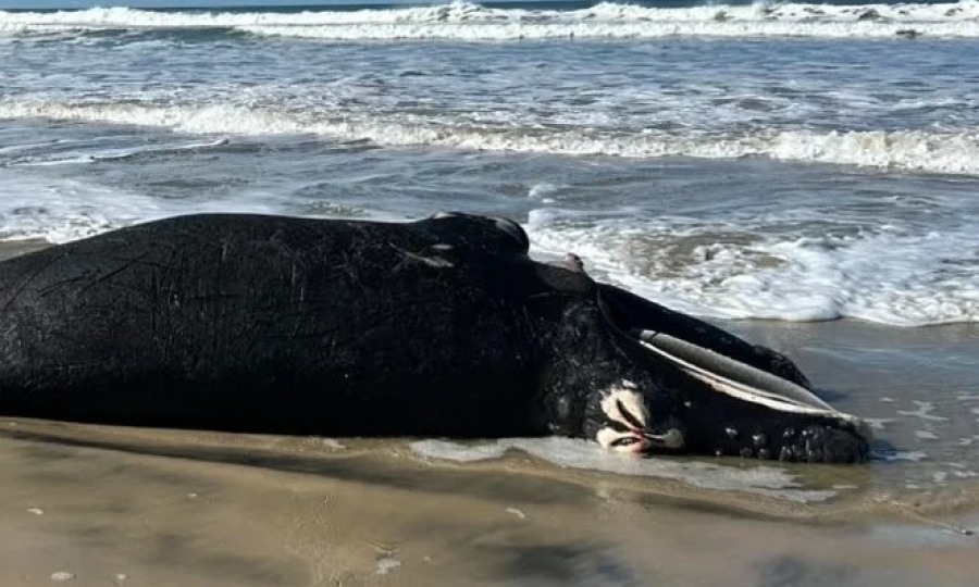 Filhote de Baleia-franca é encontrada morta em Imbituba