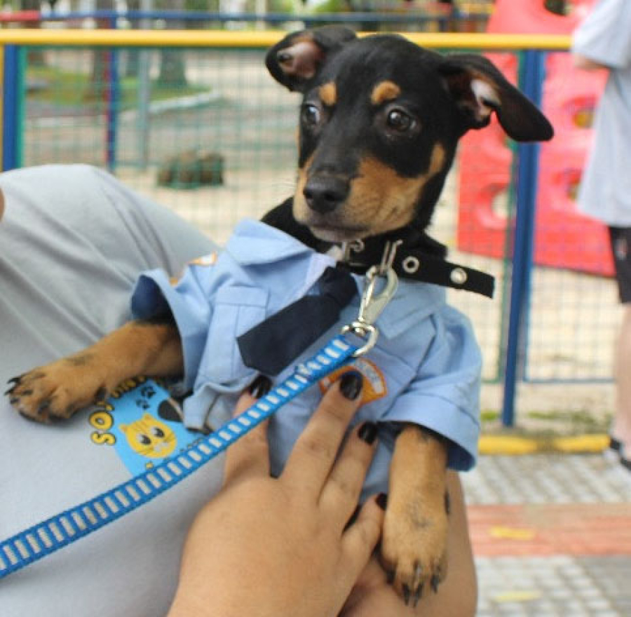 São Ludgero promove evento de adoção de cães durante o Desfile Cívico