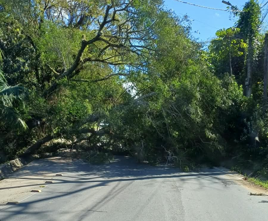 Árvore de grande porte cai e bloqueia rodovia no Morro do Siriú, em Garopaba