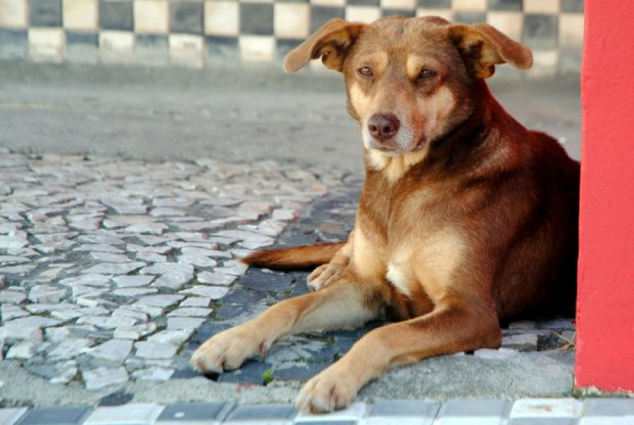 Prefeitura de Gravatal realiza inscrições para Mutirão de Castração de cães e gatos