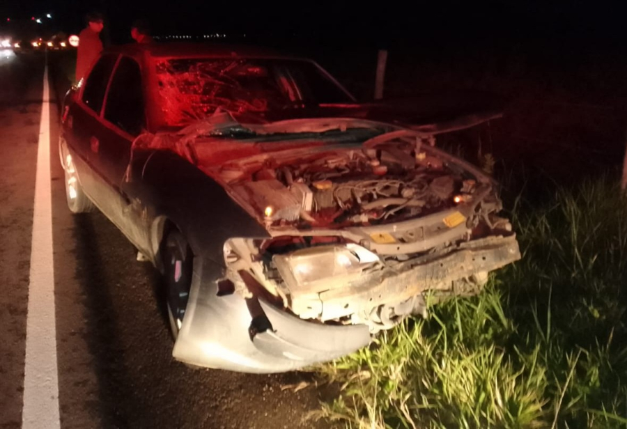 Carro colide com cavalo solto na SC-437, em Imaruí