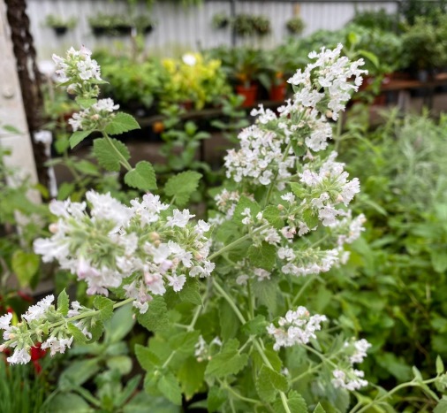 PLANTA DA SEMANA: ERVA-DOS-GATOS, ERVA-GATEIRA