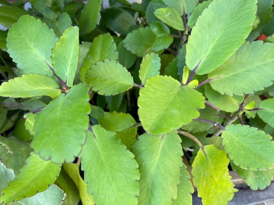PLANTA DA SEMANA: FOLHA DA FORTUNA