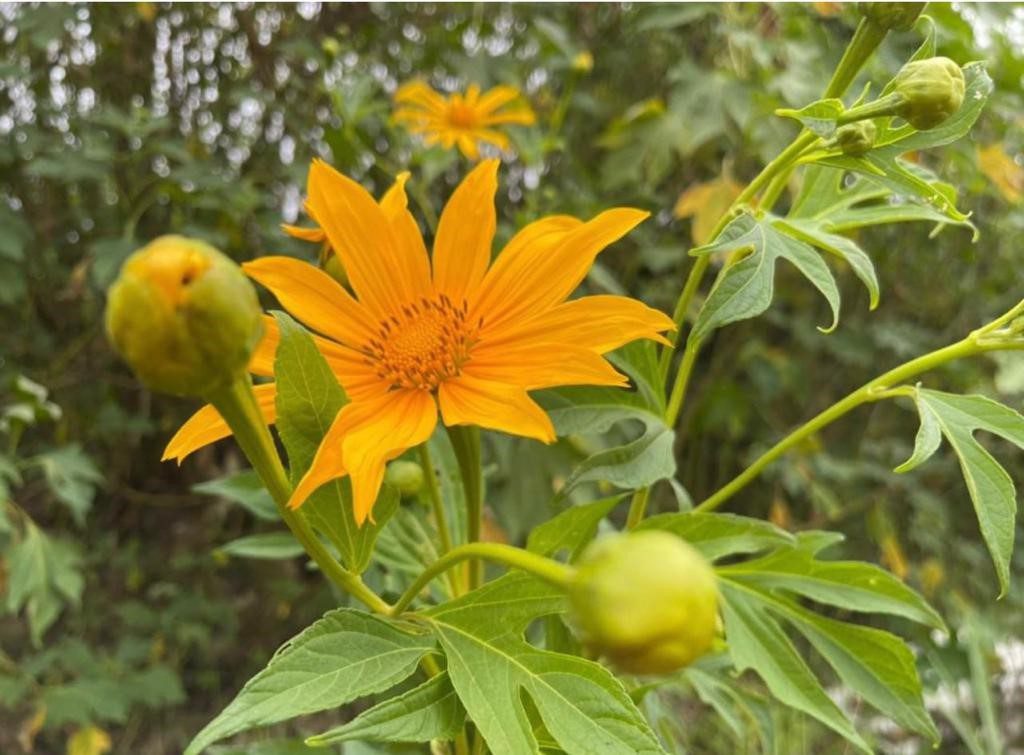 PLANTA MÃO DE DEUS: SIM É POSSÍVEL PARAR DE USAR DROGA
