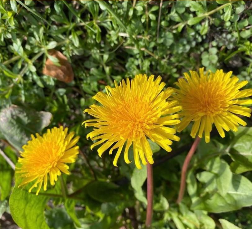 DENTE-DE-LEÃO, UM TESOURO DA MEDICINAL NATURAL
