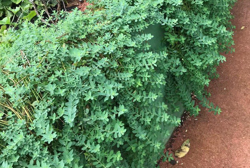HIPÉRICO A PLANTA DA DEPRESSÃO