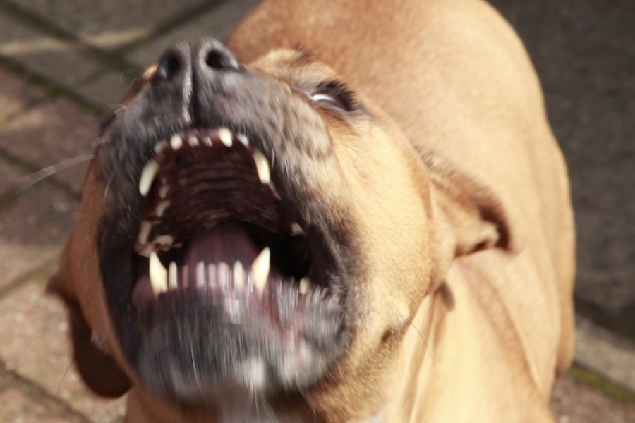Homem é atacado por cachorro solto em via pública no bairro Rio Bonito, em Braço do Norte