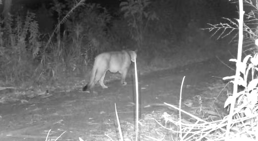 Onça-parda é flagrada por câmera em fazenda no Vale do Itajaí